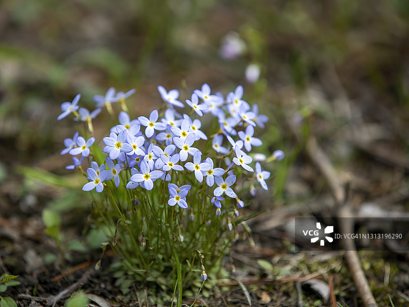 高山勿忘我图片素材