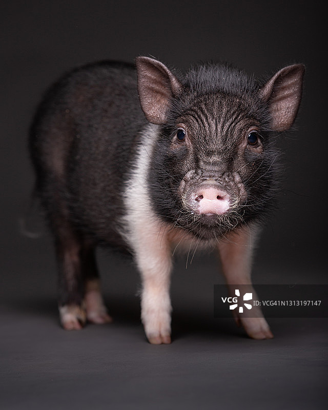 微型猪图片素材