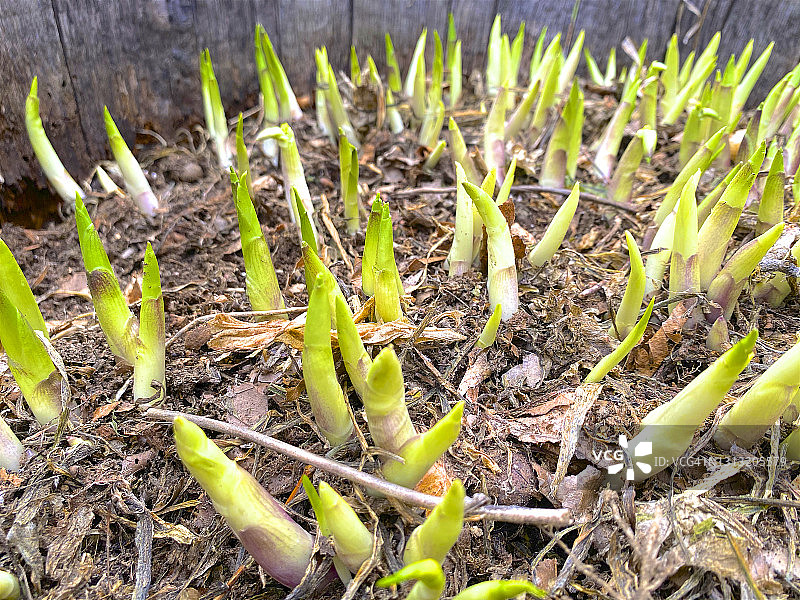 春天从土壤中破土而出的玉簪花图片素材