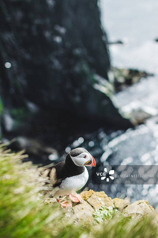 北大西洋海鹦在自然栖息地的肖像，一只鸟坐在冰岛Latrabjarg的悬崖上图片素材