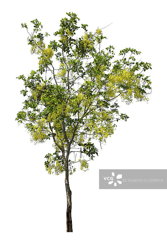 白色背景下的金链花树图片素材