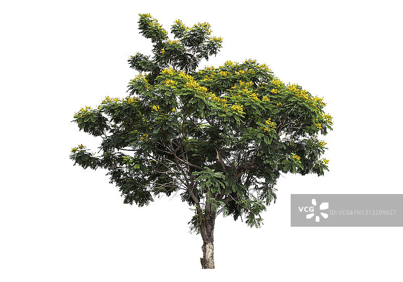 白色背景上孤立的大绿树。图片素材