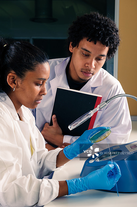 微生物学家检查培养皿中的大肠杆菌生长情况图片素材