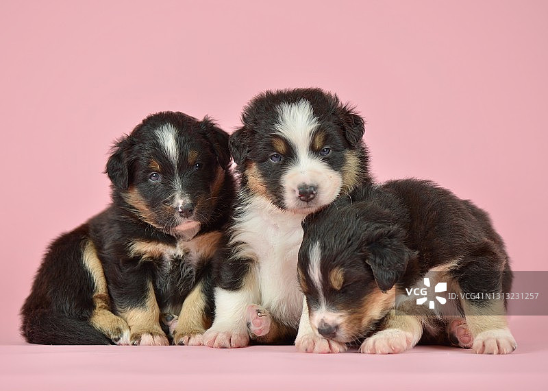 正在睡觉的小狗图片素材