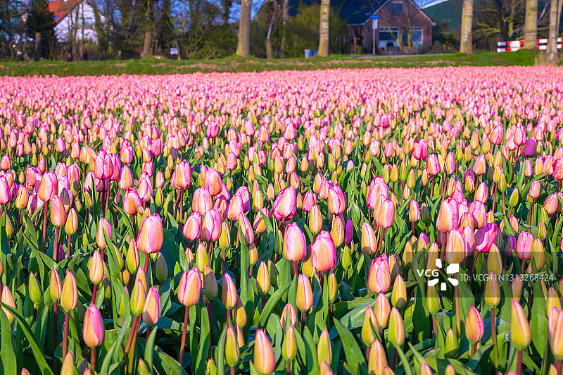 田野上的粉色郁金香图片素材