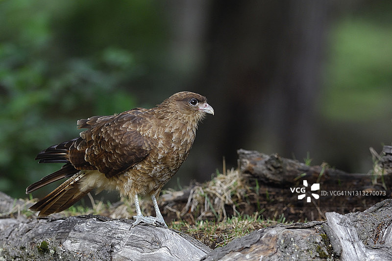 棕灶鸟图片素材
