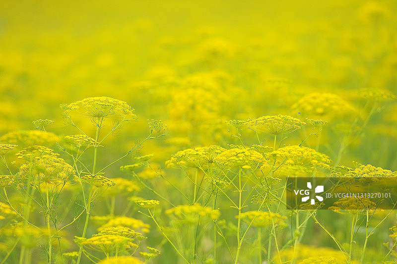 开花的欧防风图片素材