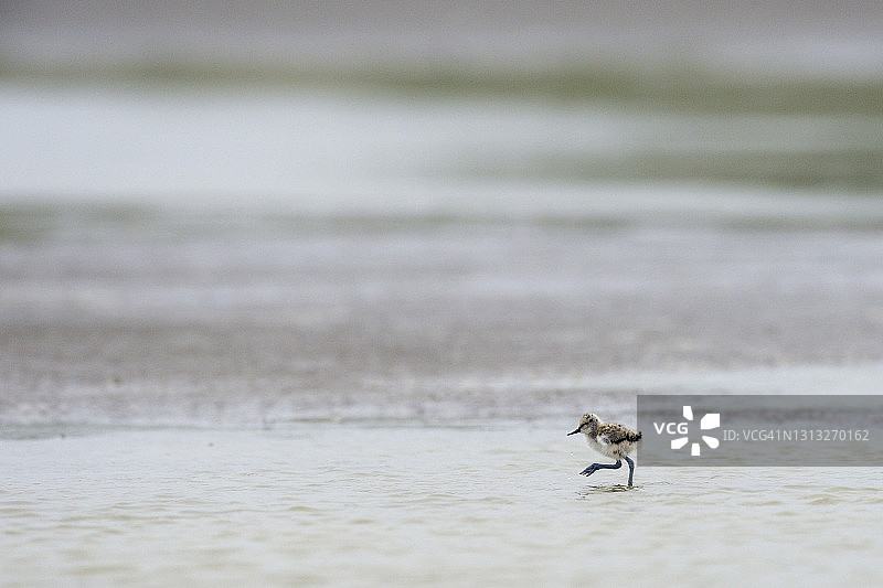 反嘴鹬幼鸟在潮滩上觅食图片素材