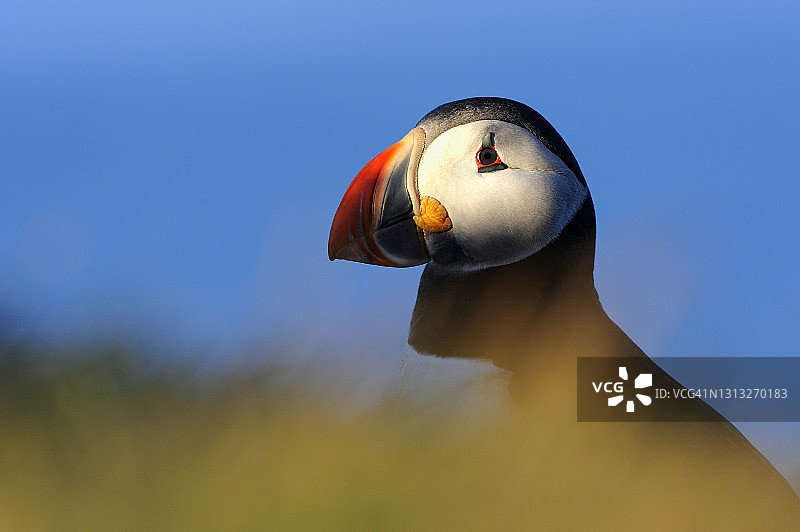 清晨的大西洋海鹦图片素材