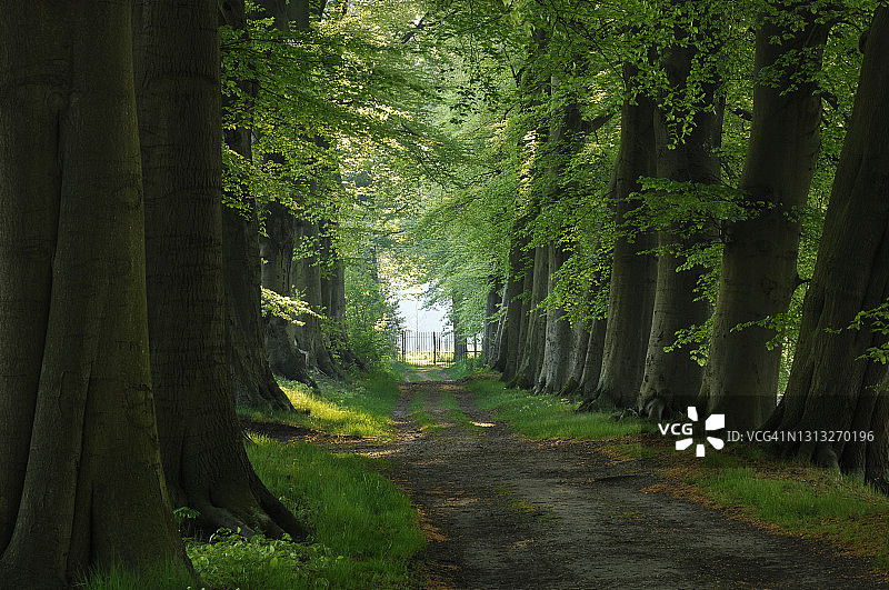 老山毛榉树林立的林地小路图片素材