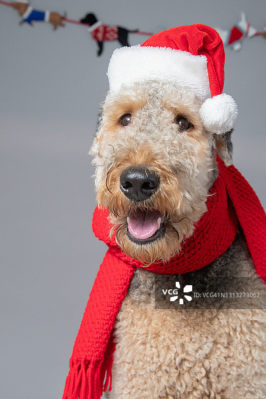 戴圣诞帽和围巾的万能梗人像图片素材