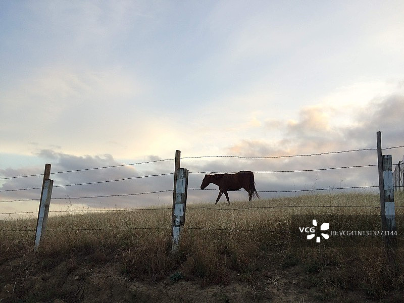 美国围栏边的田野里行走的马图片素材