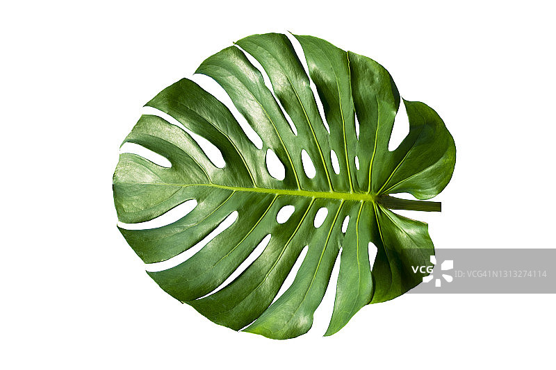 热带森林中的绿叶龟背竹图片素材