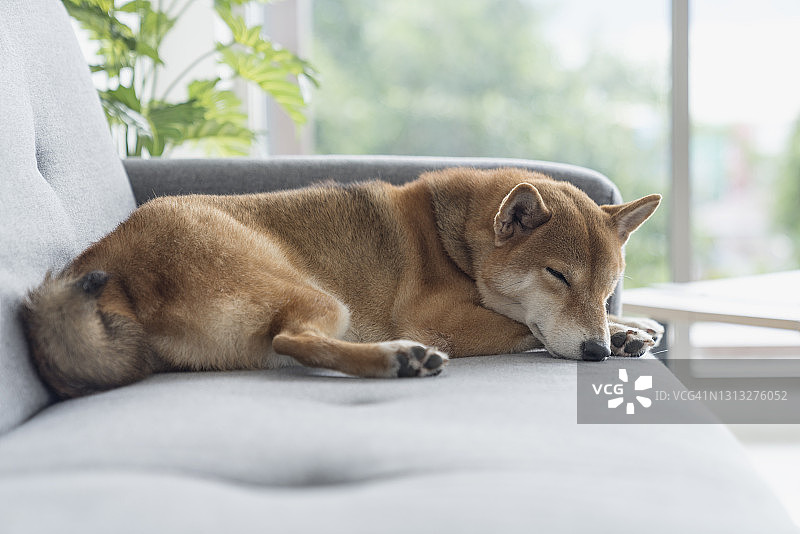 躺在沙发上的柴犬图片素材