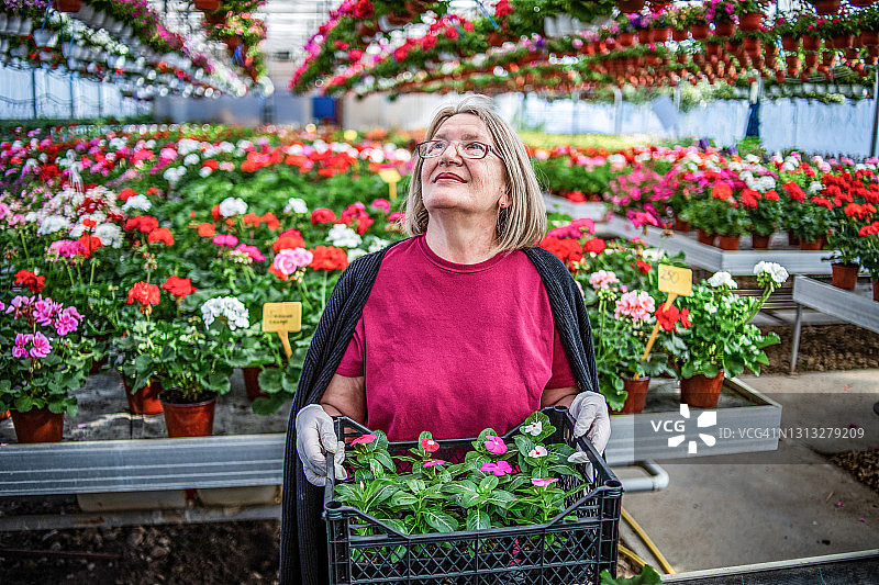 花农在大苗圃里种花的老妇人妇女在检查温室植物的质量。图片素材