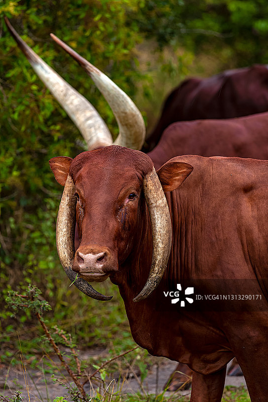 安科ole长角牛角的遗传性疾病（遗传异常）图片素材