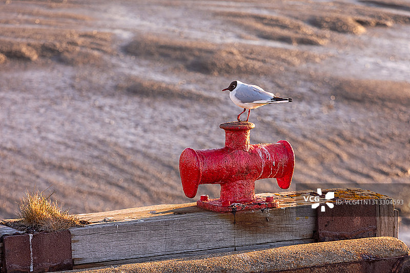 海鸥II图片素材