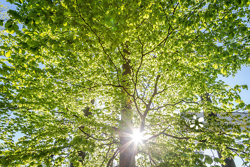 阳光穿过山毛榉树图片素材