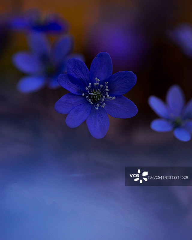 蓝色银莲花：春回大地图片素材