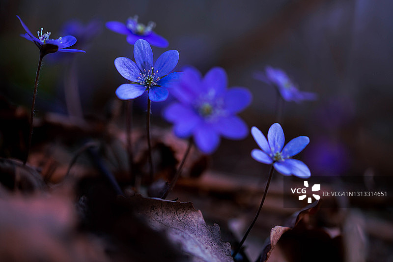 蓝色银莲花：春回大地图片素材