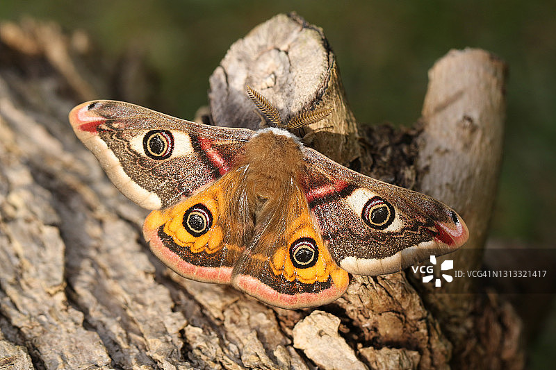 栖息在树干上的雄性皇蛾图片素材