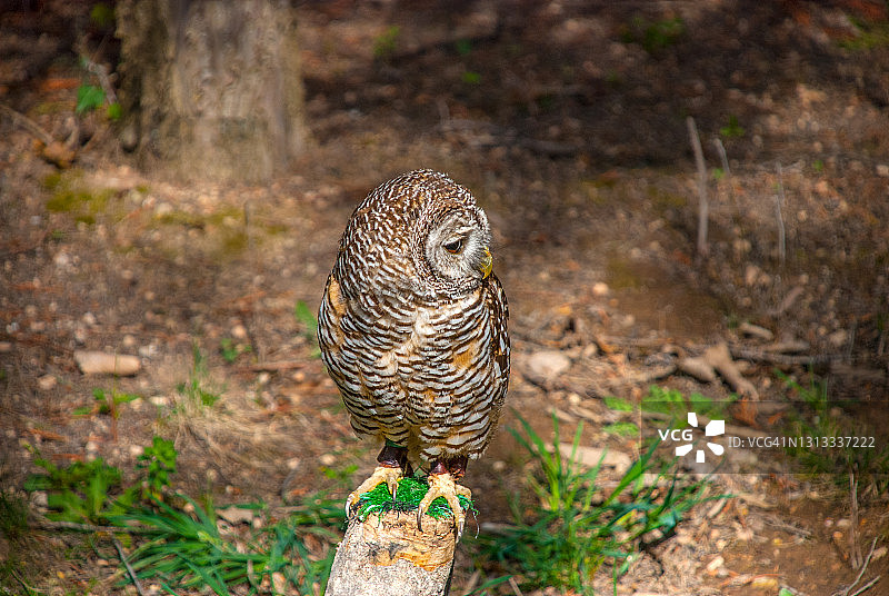 斑点猫头鹰图片素材