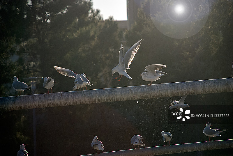 黑头鸥图片素材