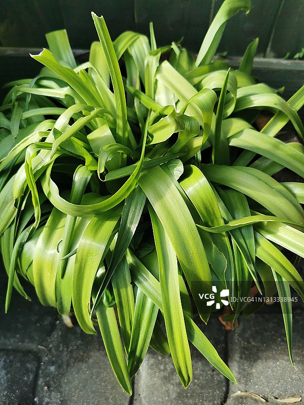 晚香玉图片素材