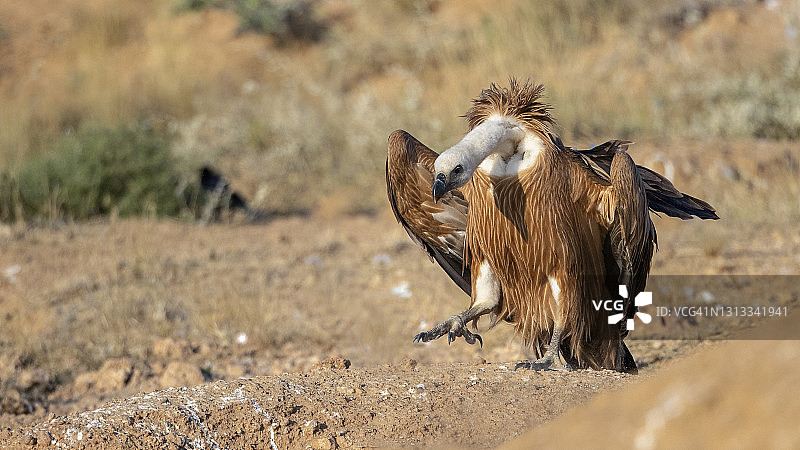 行走的秃鹫图片素材