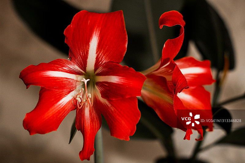 红色的花图片素材