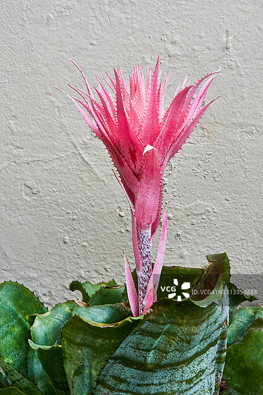 彩叶凤梨图片素材