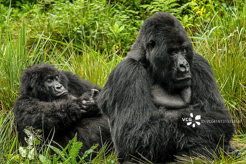 银背山地大猩猩与幼崽在植被中休息的特写图片素材