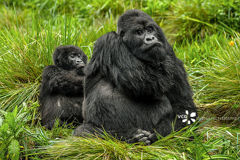 银背和幼年山地大猩猩在植被中休息的特写图片素材