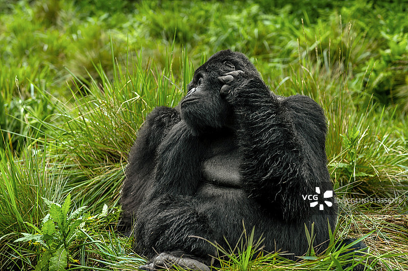银背山地大猩猩挠头特写图片素材