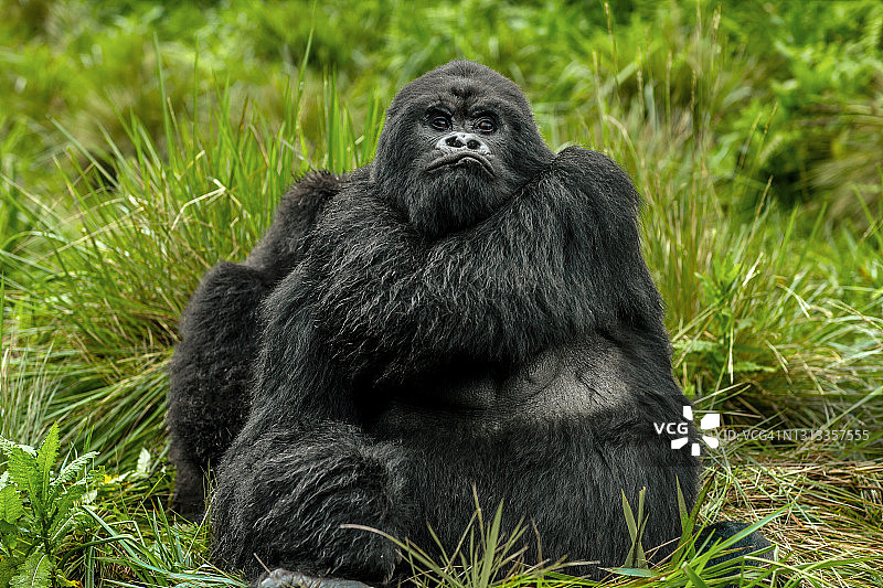 银背山地大猩猩（Gorilla beringei beringei）的特写肖像，正在梳理毛发并看向镜头图片素材