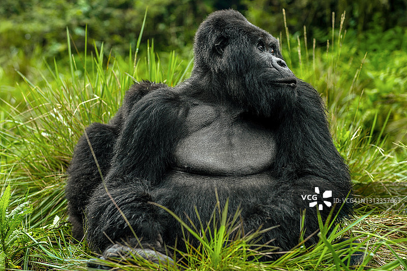 银背大猩猩和幼年山地大猩猩在植被中休息的正面特写图片素材