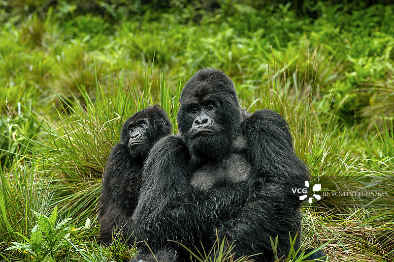 银背山地大猩猩与幼崽正面照图片素材