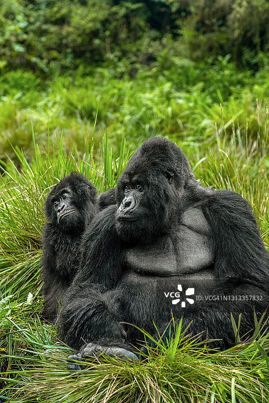 银背山地大猩猩与幼崽的正面照图片素材