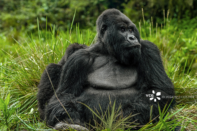 休息在植被中的银背和幼年山地大猩猩图片素材