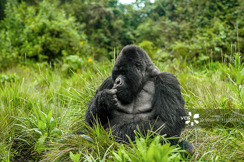 银背山地大猩猩在植被中觅食的特写肖像图片素材
