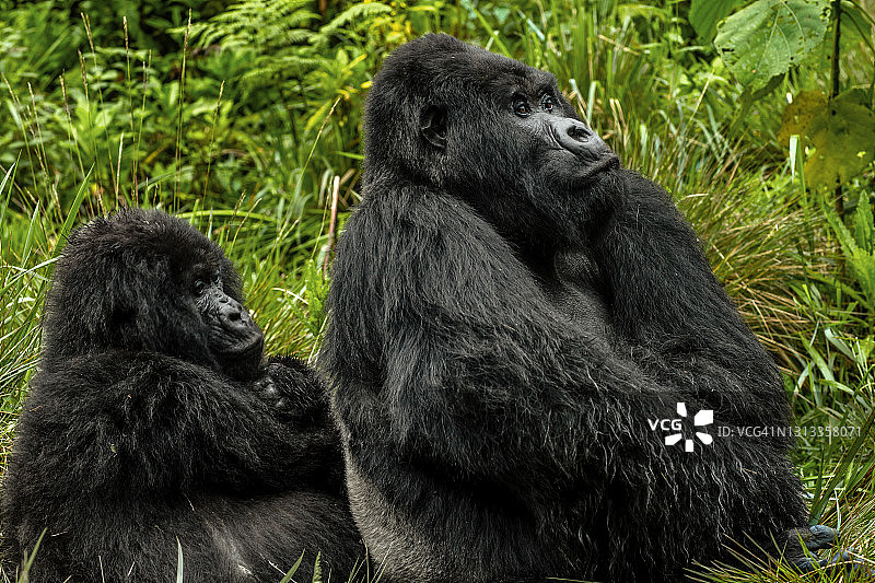 特写镜头：银背和幼年山地大猩猩图片素材