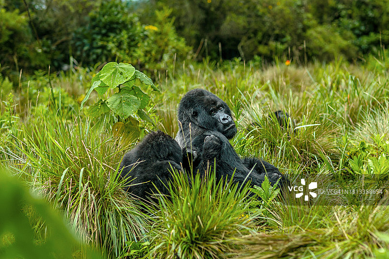 银背大猩猩和幼年山地大猩猩坐在草地上图片素材
