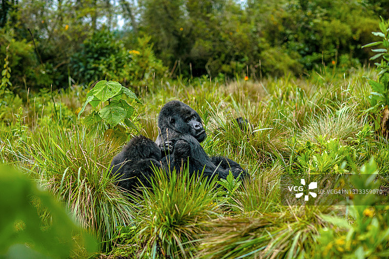 银背和幼年山地大猩猩坐在草地上的景色图片素材