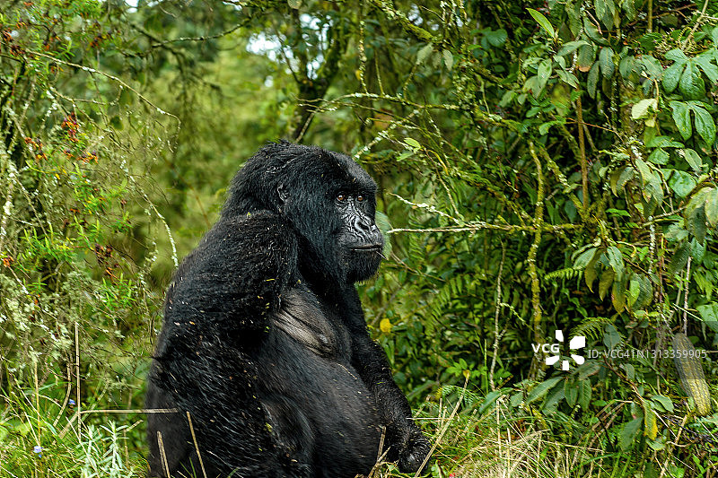 卢旺达火山国家公园植被中的山地大猩猩侧面照图片素材