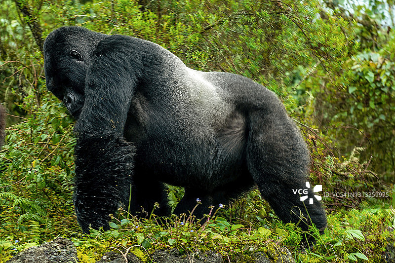 银背山地大猩猩行走图片素材
