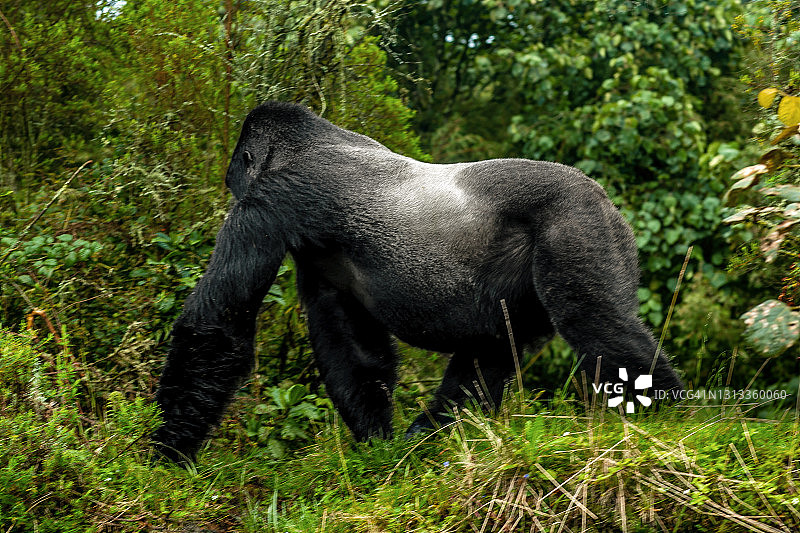 银背山地大猩猩在植被中四肢行走图片素材