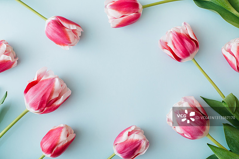 蓝色背景上的粉色郁金香图片素材