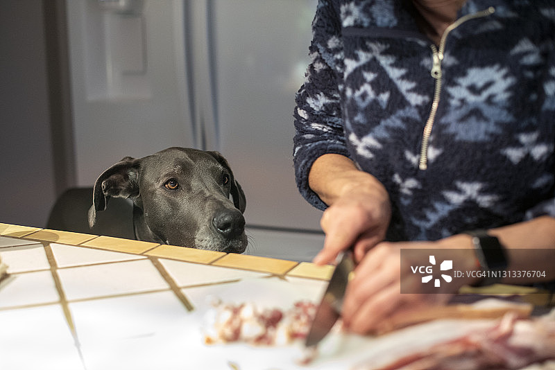 大丹犬在厨房柜台乞食图片素材