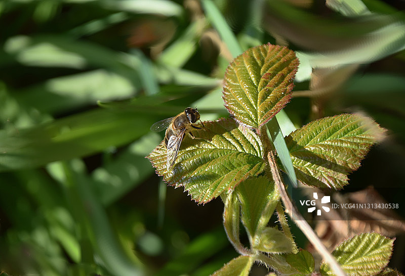 蜜蜂的起源图片素材