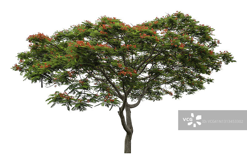 巴巴多斯骄傲，孔雀花（金凤花），白色背景分离图片素材